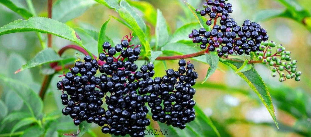 Elderberry: Tradition, Science and Modern Use